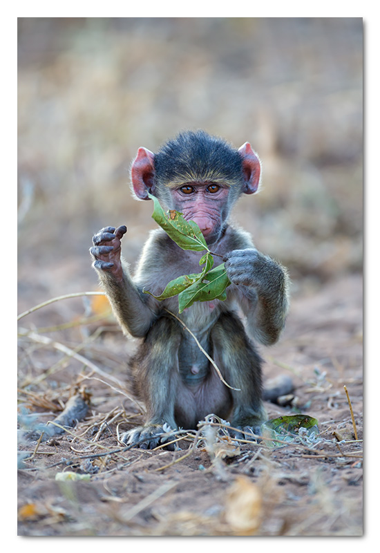 baby baboon playing chobe river