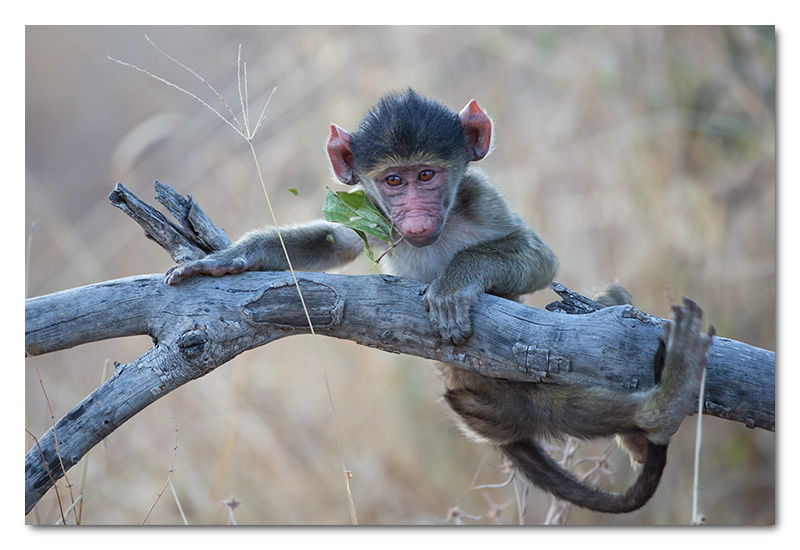 baby baboon playing chobe river