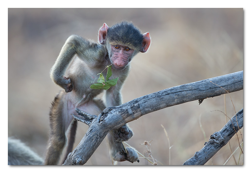 baby baboon playing chobe river