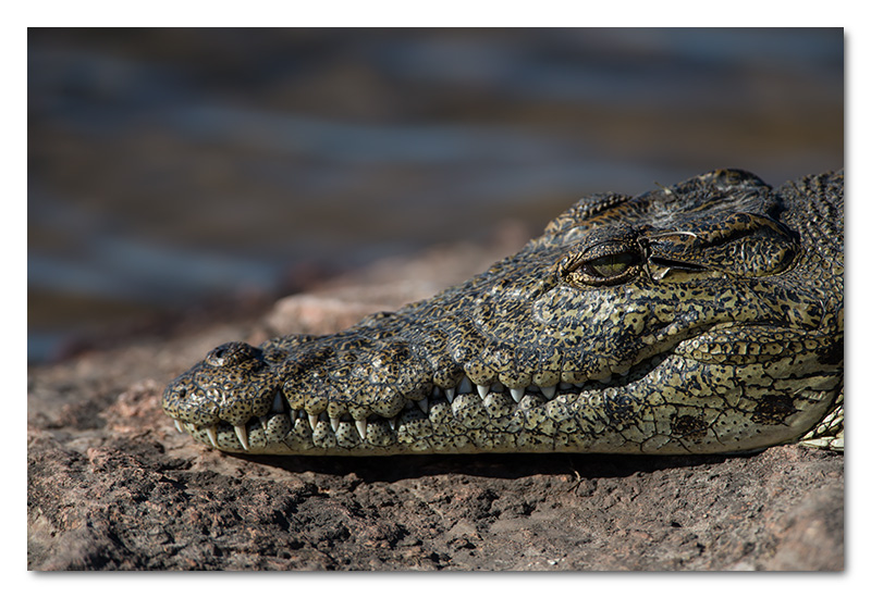 crocodile chobe river