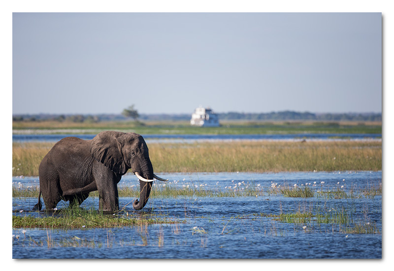 elephant chobe river pride of the zambezi