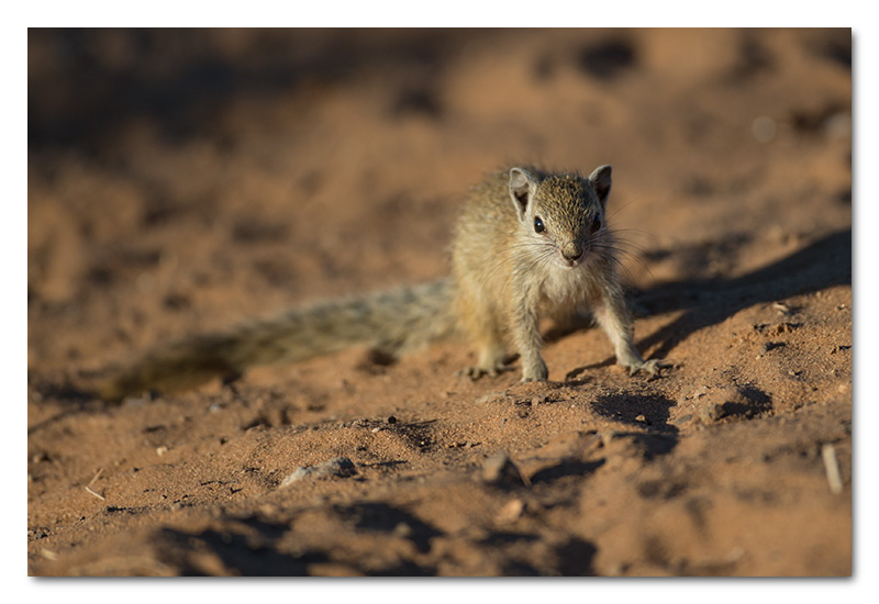 tree squirrel chobe river