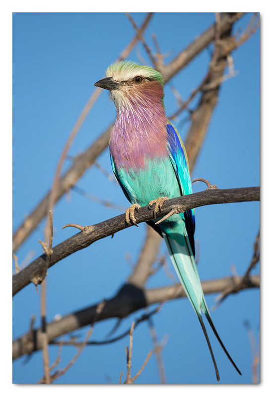 Lilac-breasted roller chobe river
