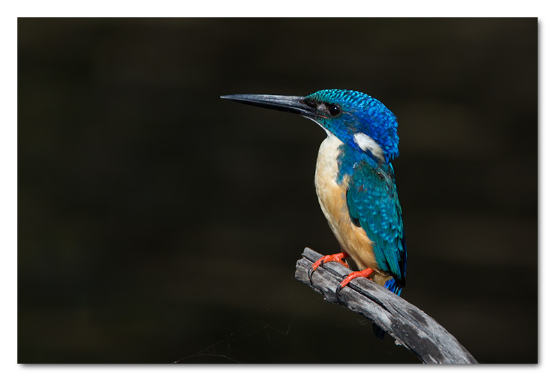 half-collared kingfisher chobe river