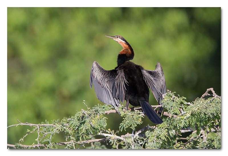 african darter in tree chobe river