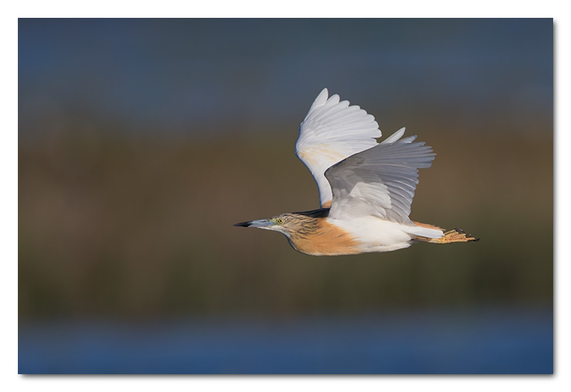 squacco heron chobe river