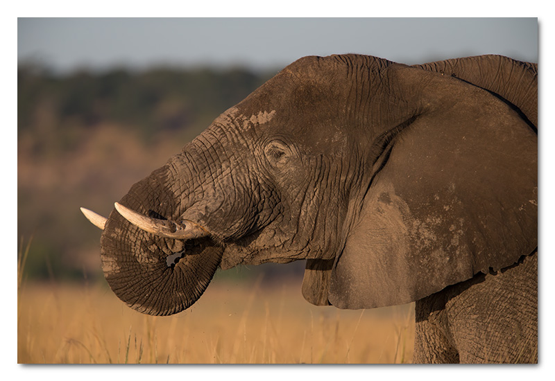 elephant drinking chobe river