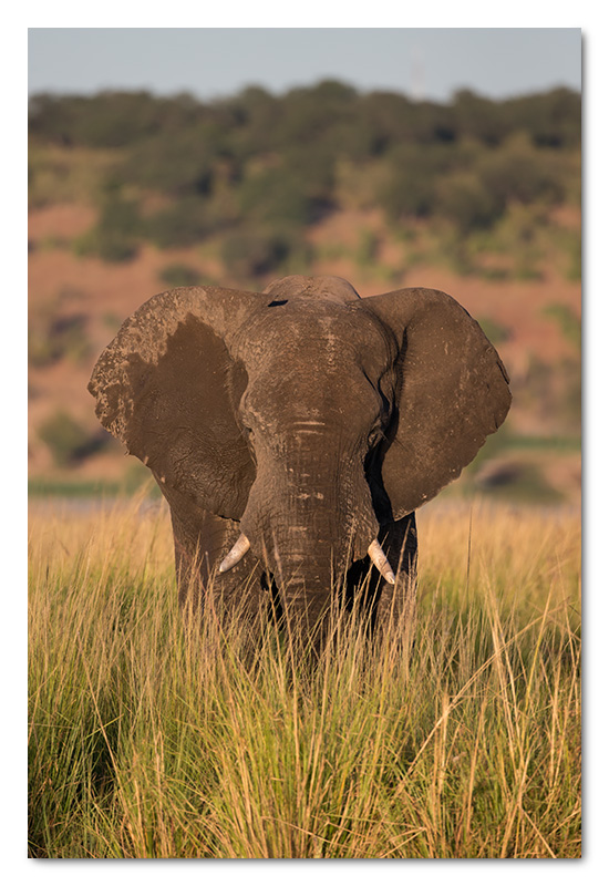 elephant in long grass chobe river