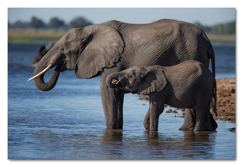 elephants drinking baby mother in chobe