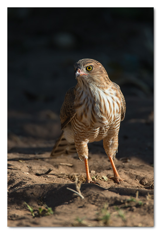 Juv gabar goshawk in chobe