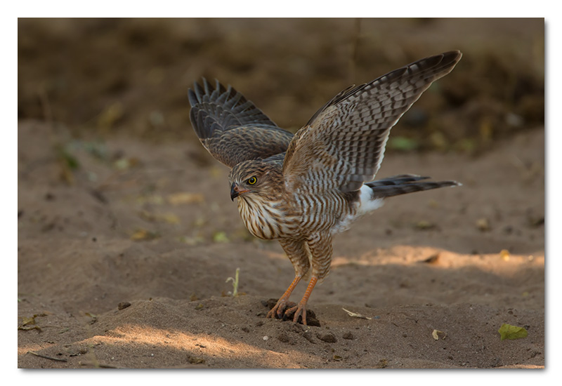 juv gabar goshawk in chobe