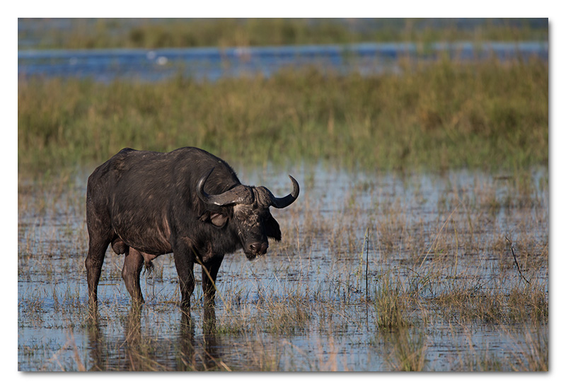 buffalo in water chobe