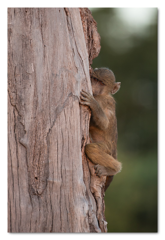 baby baboon climbing tree in chobe