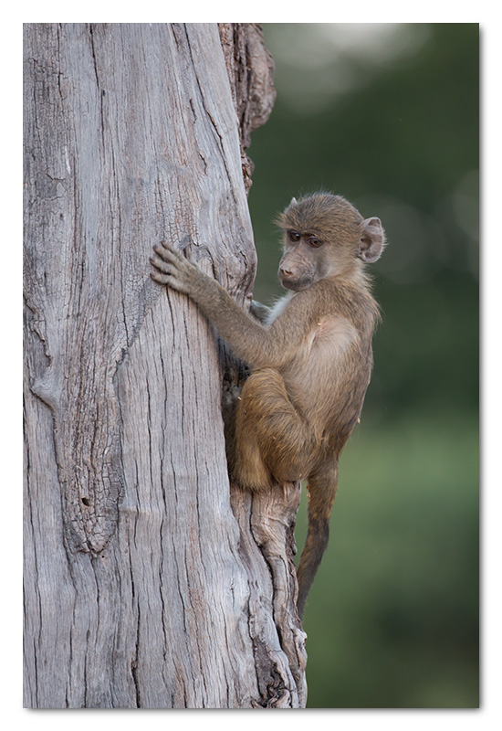 baby baboon climbing tree in chobe