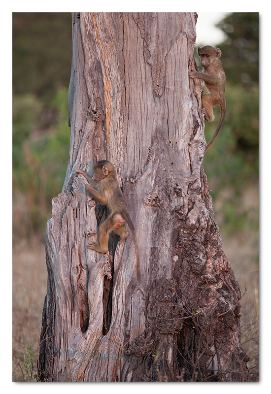 baby baboons playing in tree learning to climb in chobe