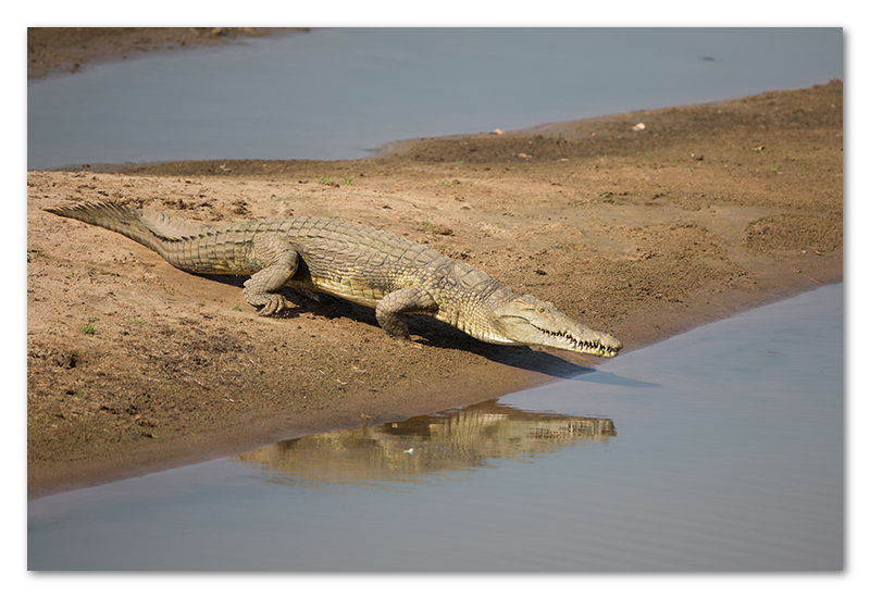 South Luangwa national park flatdogs (69)