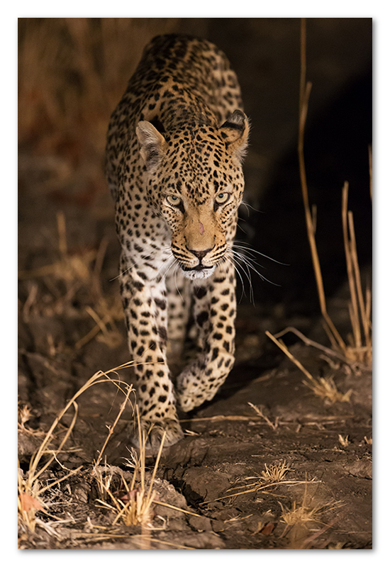 South Luangwa national park flatdogs (68)