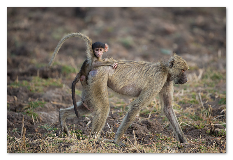 South Luangwa national park flatdogs (67)