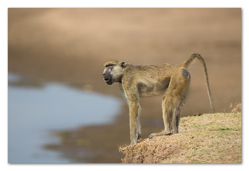 South Luangwa national park flatdogs (64)