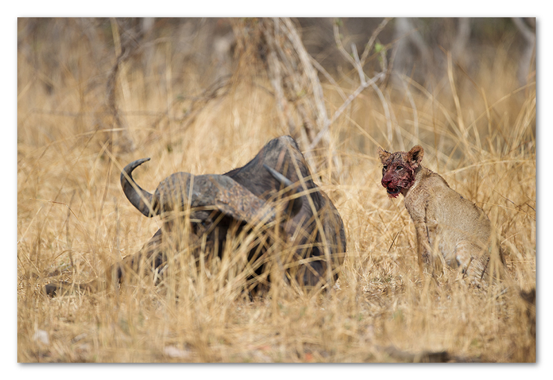 South Luangwa national park flatdogs (60)