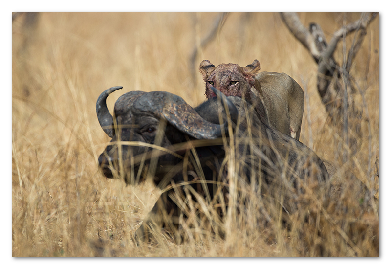 South Luangwa national park flatdogs (59)