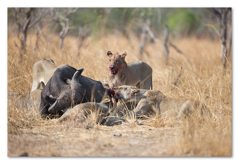 South Luangwa national park flatdogs (57)