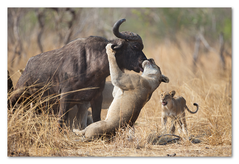 South Luangwa national park flatdogs (56)