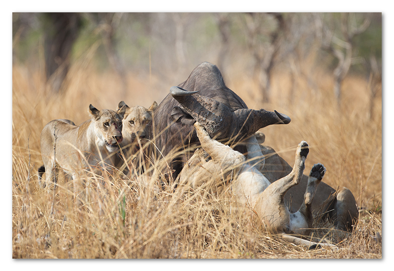 South Luangwa national park flatdogs (55)