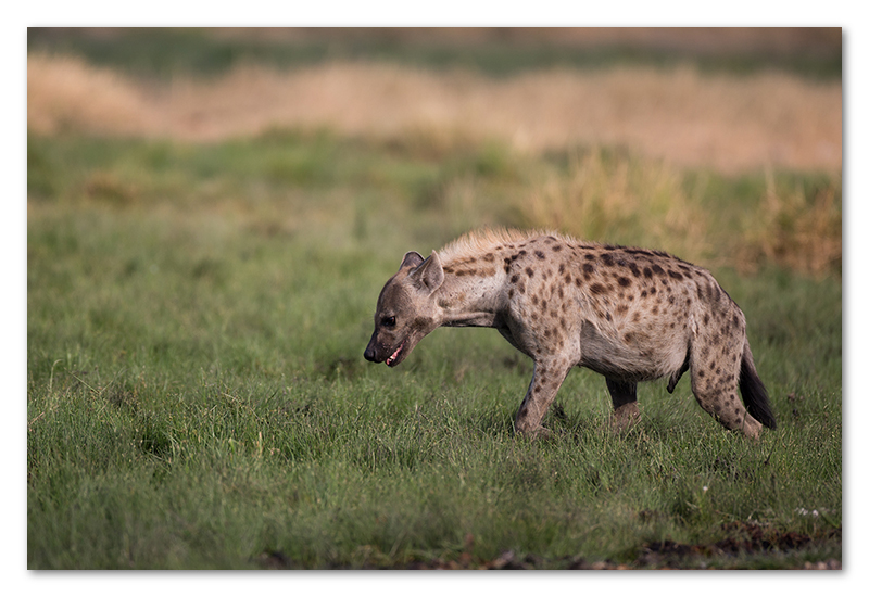 South Luangwa national park flatdogs (54)