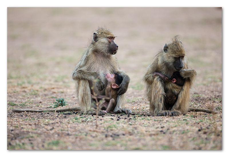 South Luangwa national park flatdogs (51)