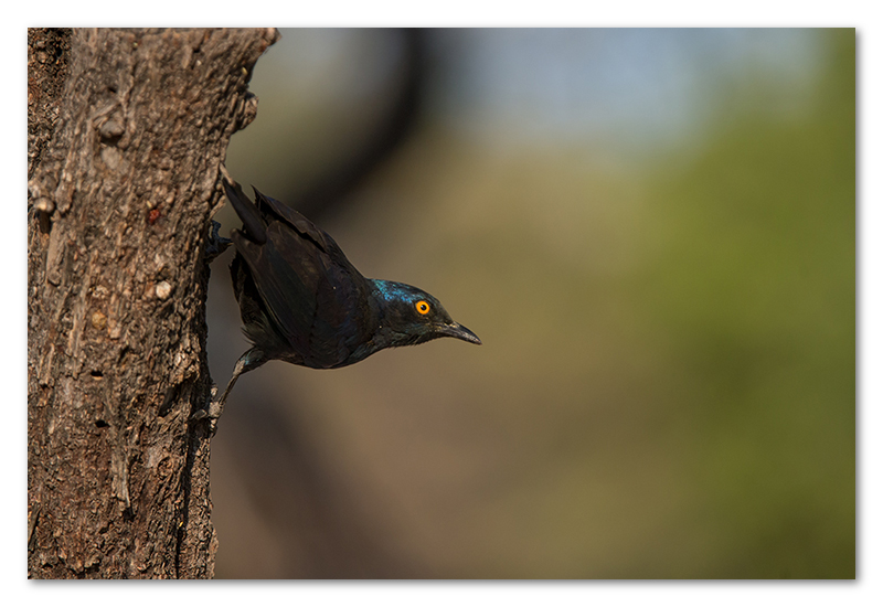 Peter Dawson Photography - Etosha glossy starling namibia