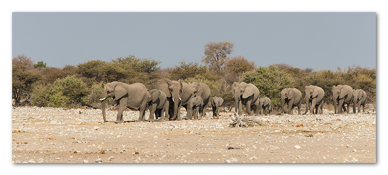 Peter Dawson Photography - Etosha desert elephants waterhole