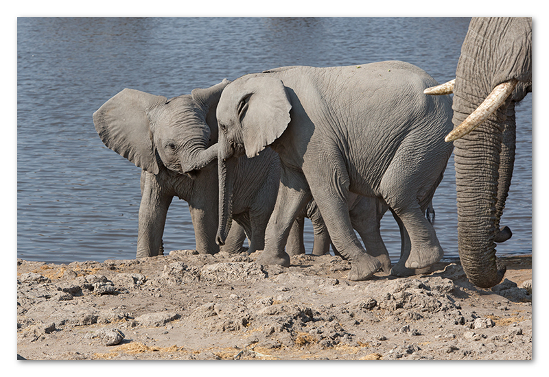 Peter Dawson Photography - Etosha desert elephants waterhole