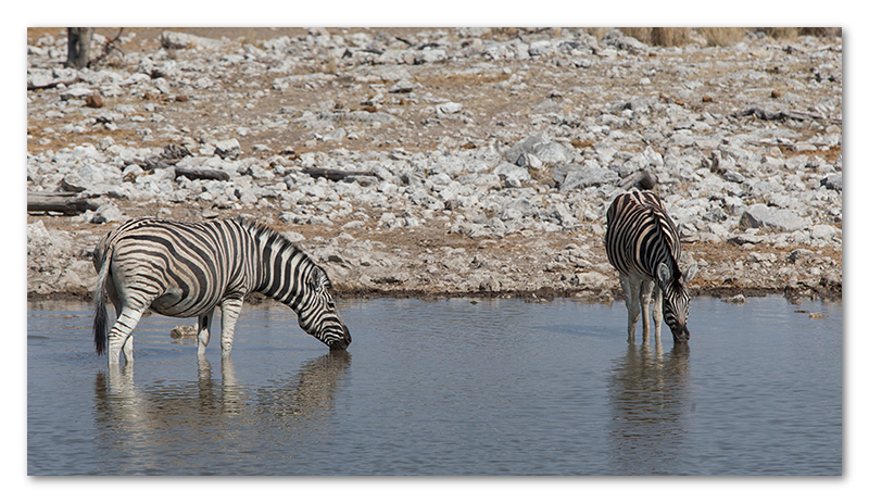 Peter Dawson Photography - etosha zebra