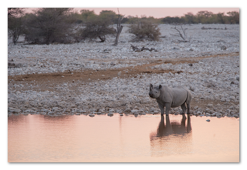 Peter Dawson Photography - Etosha black rhino waterhole sunset