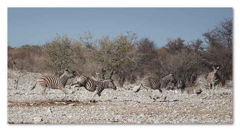 Peter Dawson Photography - Etosha zebra fighting