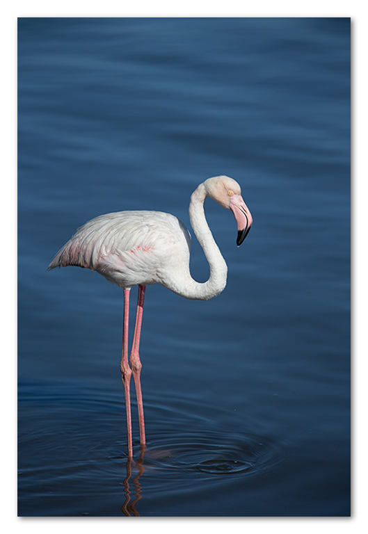 Peter Dawson Photography - Flamingo