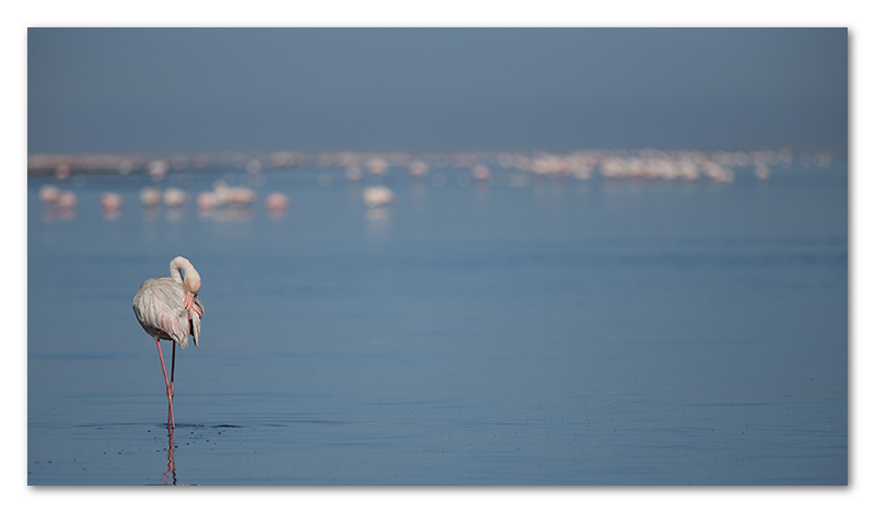 Peter Dawson Photography - Flamingos