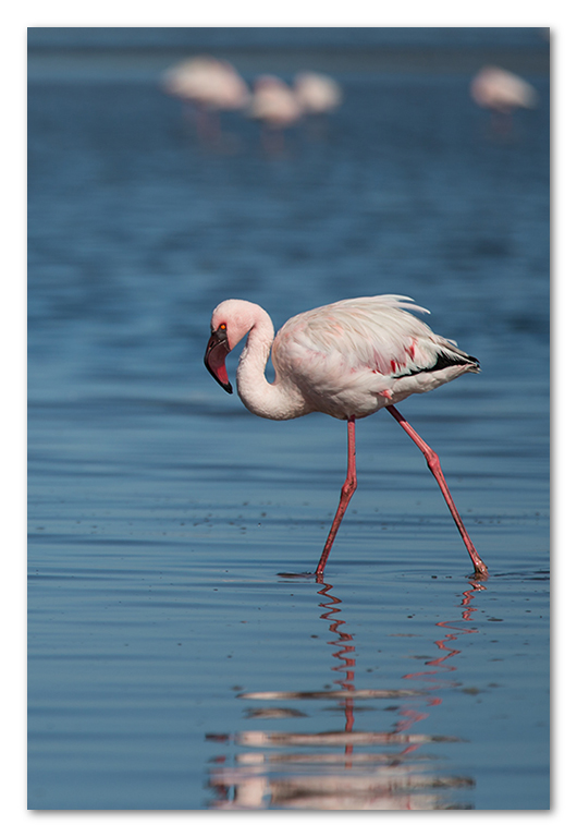 Peter Dawson Photography - Flamingos