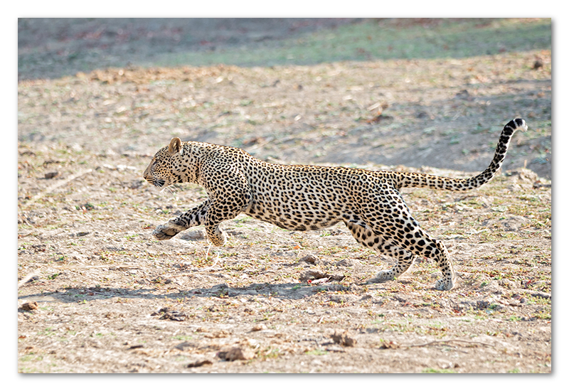 South Luangwa national park flatdogs (41)