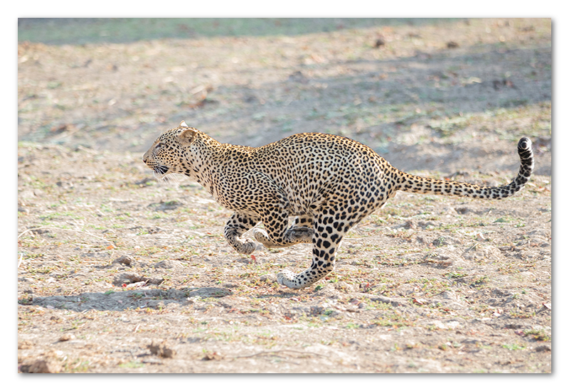 South Luangwa national park flatdogs (40)