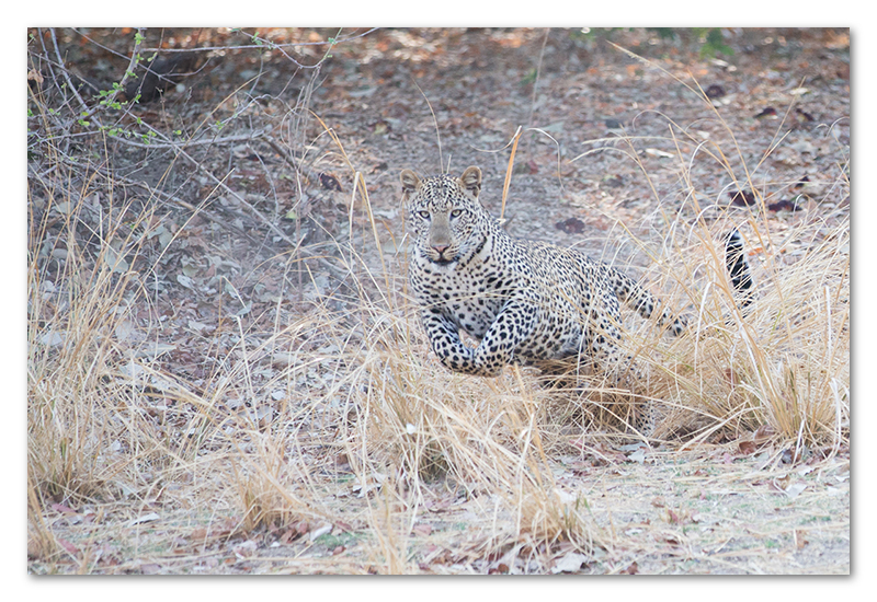 South Luangwa national park flatdogs (39)