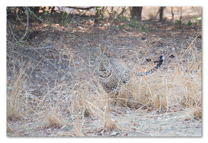 South Luangwa national park flatdogs (38)