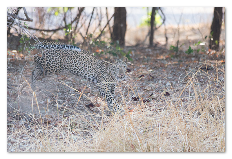 South Luangwa national park flatdogs (37)