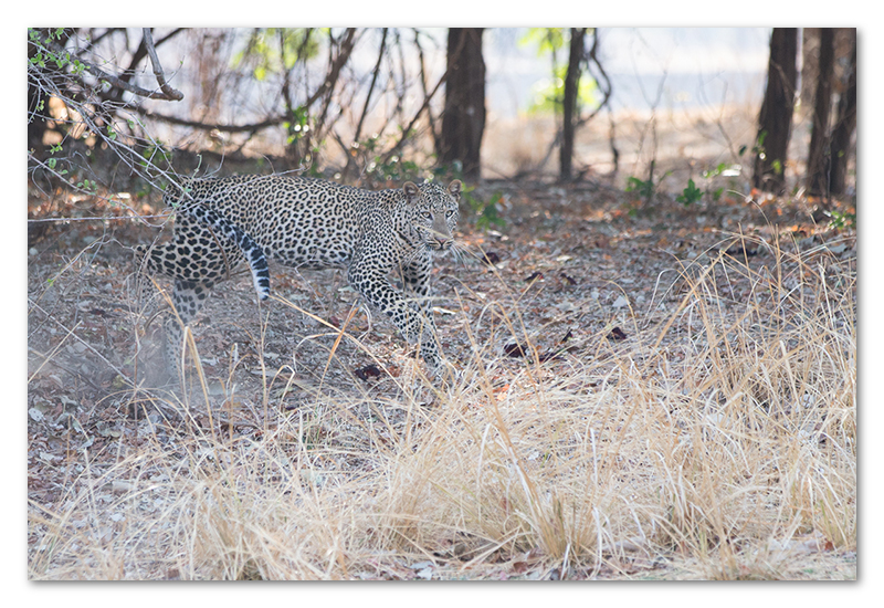 South Luangwa national park flatdogs (36)