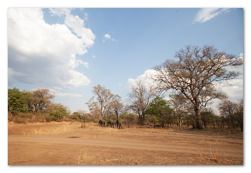 South Luangwa national park flatdogs (34)