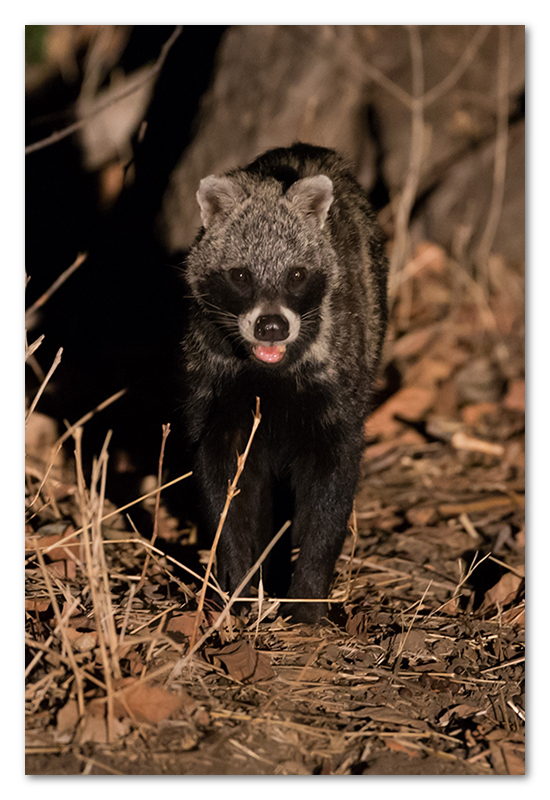 South Luangwa national park flatdogs (33)