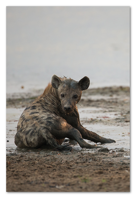 South Luangwa national park flatdogs (32)