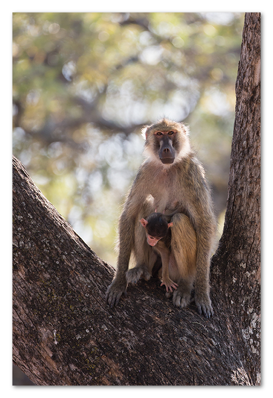 South Luangwa national park flatdogs (29)