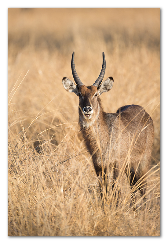 South Luangwa national park flatdogs (26)